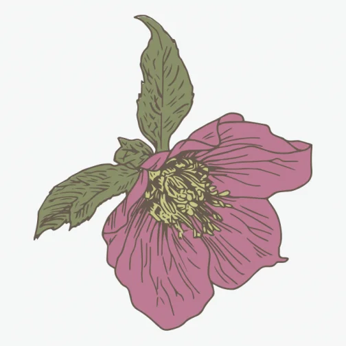 Rosa di Natale 01 / fiore Disegno