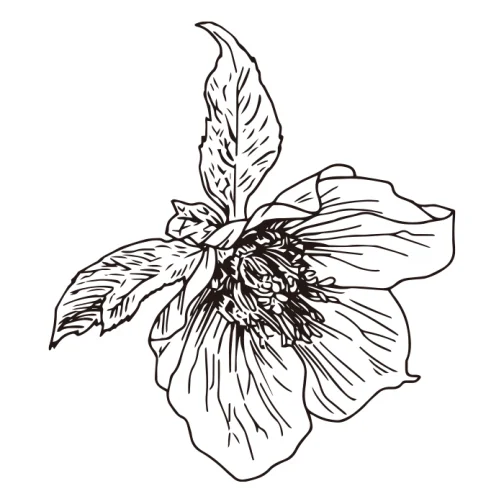 Rosa di Natale 01 / fiore Disegno