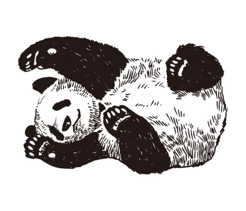 Panda drawing 01