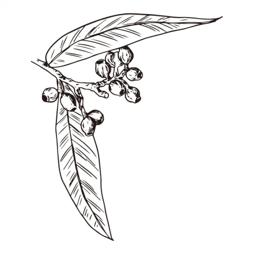 Eucaliptos / Dibujo