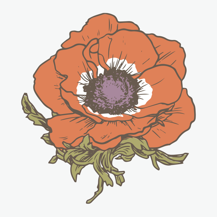 anemone flower illustration