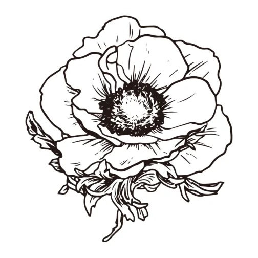 Anemone / Flower Drawing | ai illustrator file | US$5.00 each | Ai ...