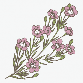 Desenho de flores de cera