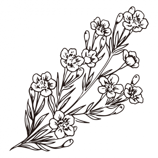Desenho de flores de cera