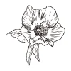 Dessin de roses de Noël / fleurs 02 – Image 2