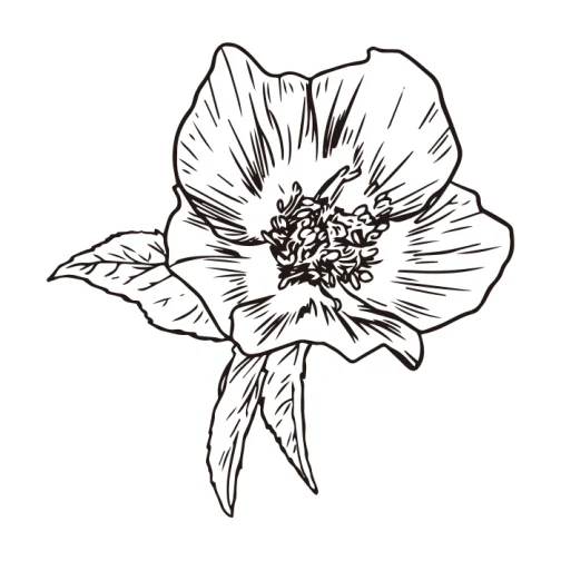 Dessin de roses de Noël / fleurs 02