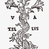 Hagedis en bloemen / Renaissance typografie - Afbeelding 2