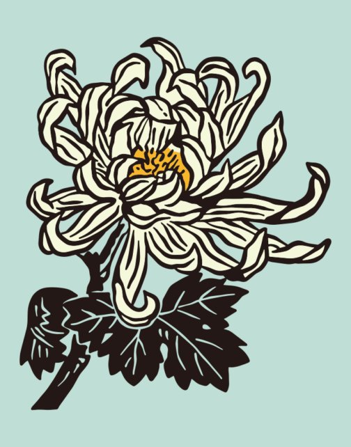 Chrysanthemum flower - drawing