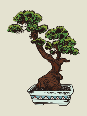 Bonsai-Baum / Abbildung