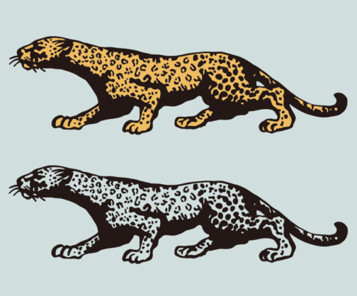 Jaguar, panther, cheetah, puma / illustration