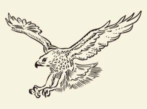 鹰插图