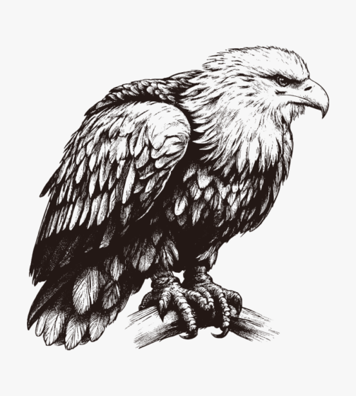 Esboço / ilustração de águia