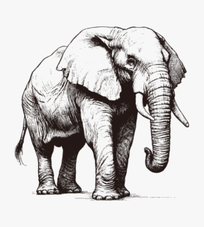 Elephant sketch / illustration