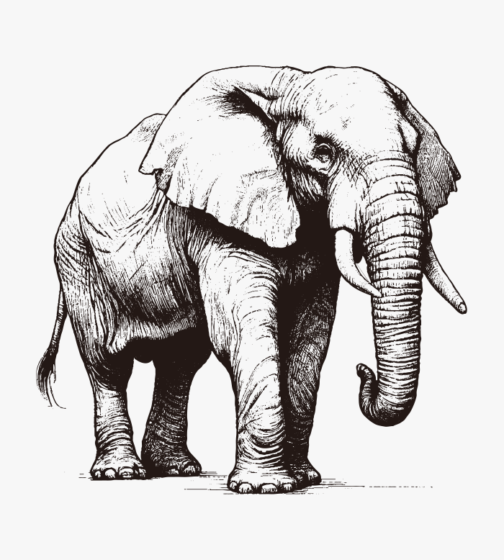 हाथी का रेखाचित्र / चित्रण