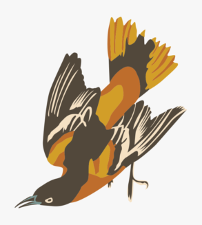 Pirol / Illustration / Vektordesign