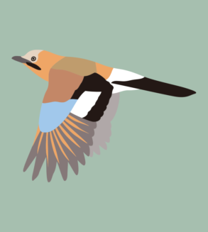 Eurasian Jay / Garrulus / desenho vetorial