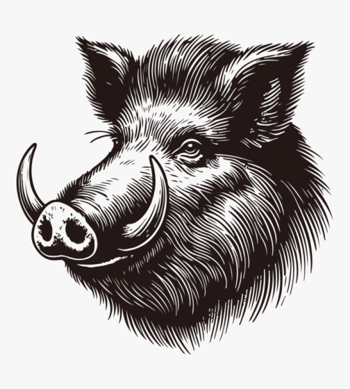 Boar's face / vector design